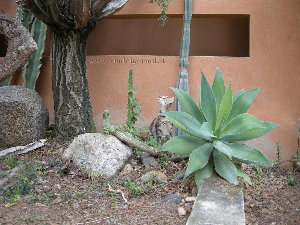 Via Dei Gerani B&B Sìnnai Εξωτερικό φωτογραφία